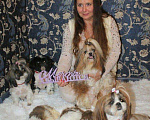 Собаки в Санкт-Петербурге: Ши-тцу кобель опытный для вязок Мальчик, 3 000 руб. - фото 2