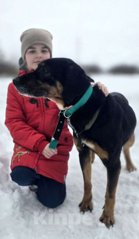 Собаки в Королеве: Тильда - ураган эмоций и чувств, движение, активность и «жить жизнь на полную» Девочка, Бесплатно - фото 9