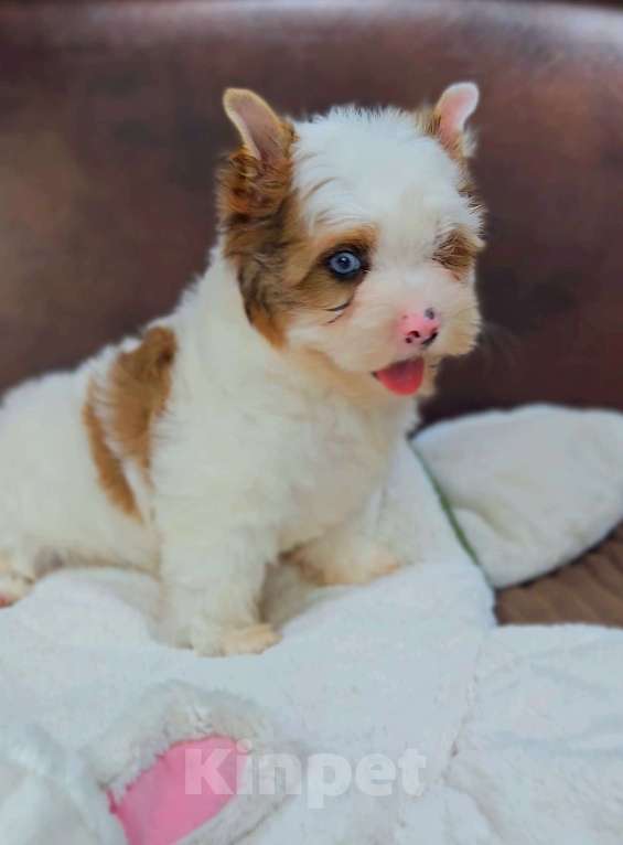 Собаки в Москве: Мальчик цветного Йорка Мальчик, 50 000 руб. - фото 1