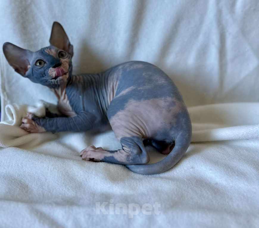 Кошки в Москве: Девочка канадского сфинкса  Девочка, 45 000 руб. - фото 6