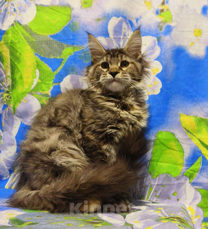 Кошки в Москве: Котёнок Мейн-Кун Полидакт. Девочка Девочка, 100 000 руб. - фото 5