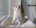 Кошки в Москве: Трехцветный котенок девочка ищет дом! Девочка, Бесплатно - фото 2
