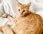 Кошки в Москве: Рыжий котик Фокс в добрые руки Мальчик, Бесплатно - фото 5
