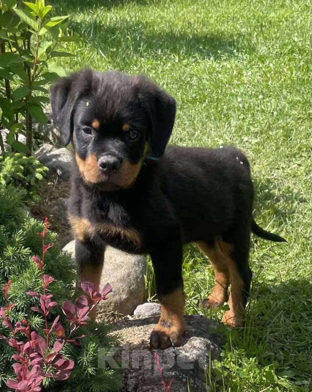 Собаки в других городах Ленинградской области: Щенок ротвейлера Мальчик, 45 000 руб. - фото 2