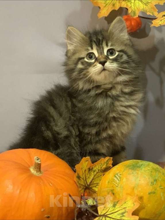 Кошки в Перми: Сибирский котенок Мальчик, 35 000 руб. - фото 1