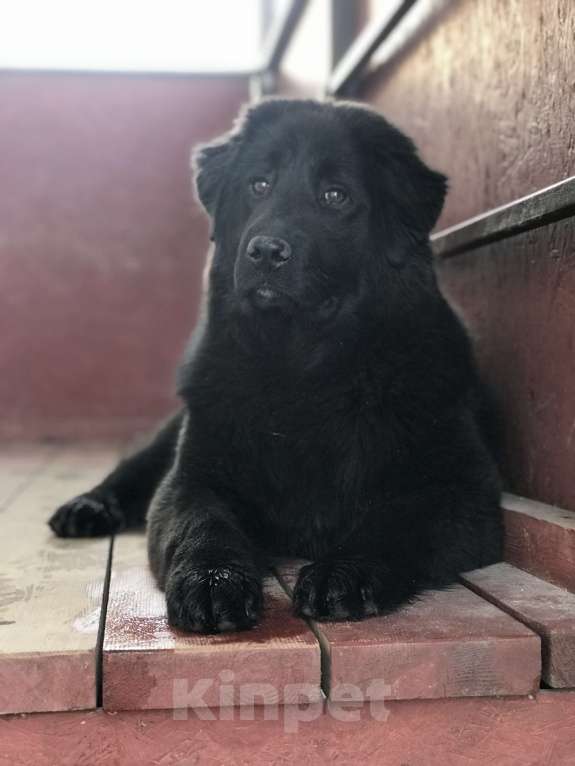 Собаки в других городах Тверской области: Тувинская овчарка подросток Девочка, 20 000 руб. - фото 4