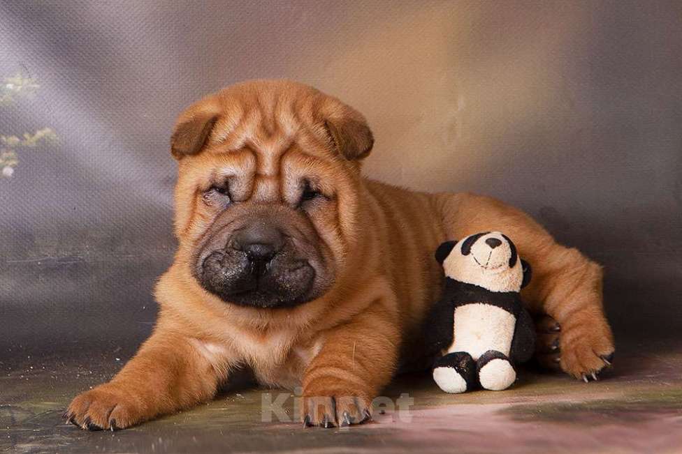 Собаки в Москве: шарпей Росич Мальчик, 25 000 руб. - фото 1