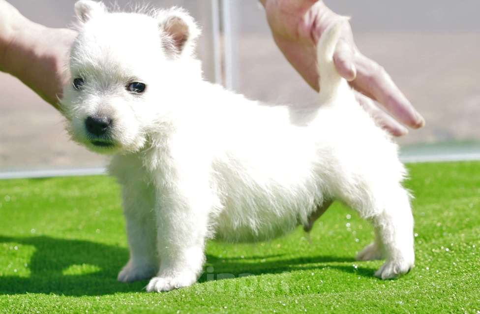 Собаки в Москве: вест хайленд вайт терьер Мальчик, 120 000 руб. - фото 5