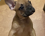 Собаки в Санкт-Петербурге: Шикарный мальчик французского бульдога  Мальчик, 45 000 руб. - фото 7