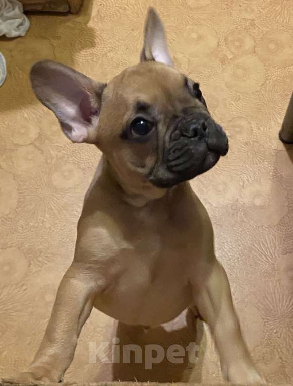Собаки в Санкт-Петербурге: Шикарный мальчик французского бульдога  Мальчик, 45 000 руб. - фото 7