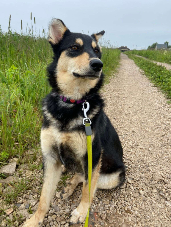 Собаки в Москве: Собака нормально ходить не будет Девочка, Бесплатно - фото 3
