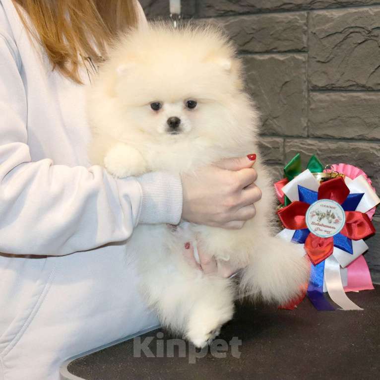 Собаки в Москве: Элитный мальчик Померанского ШПИЦА Мальчик, 75 000 руб. - фото 3