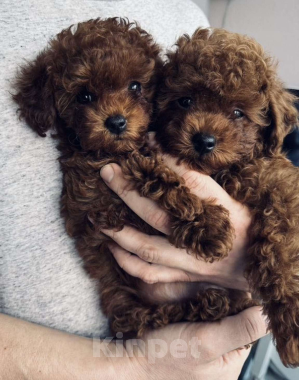 Собаки в Калининграде: Тикап тедди пудель Китай Мальчик, 180 000 руб. - фото 2