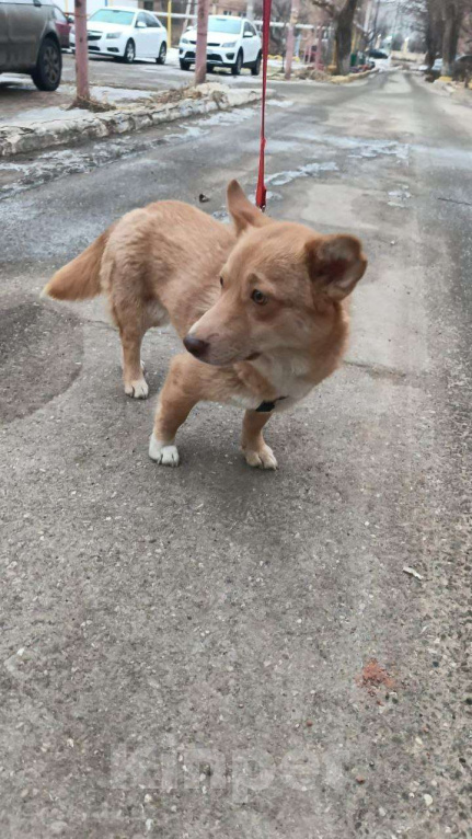 Собаки в Москве: Маленькая собачка в добрые руки Девочка, Бесплатно - фото 2