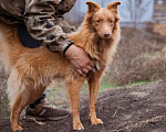 Собаки в Москве: Маленький, жизнерадостный лисёнок в поисках дома! Мальчик, Бесплатно - фото 2