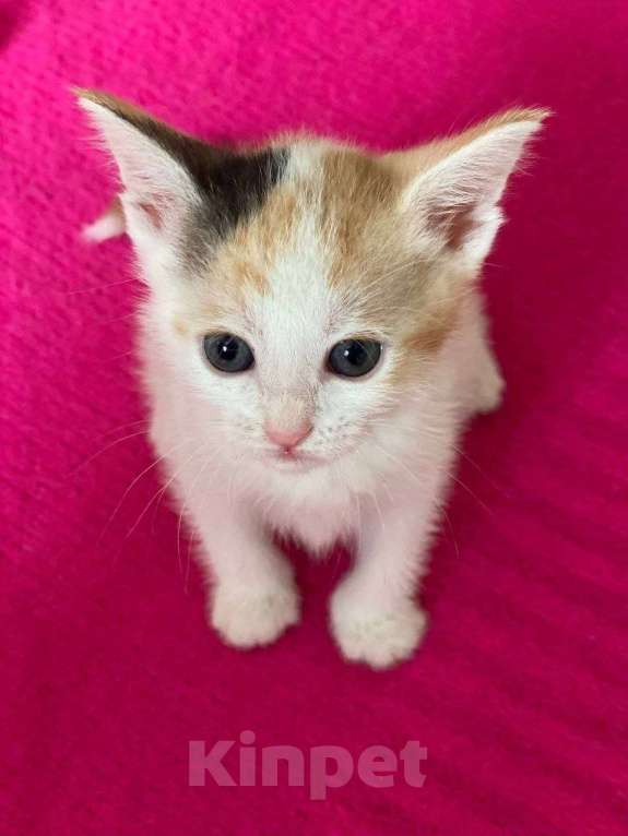 Кошки в Москве: Котенок Нарния ищет дом Девочка, Бесплатно - фото 6