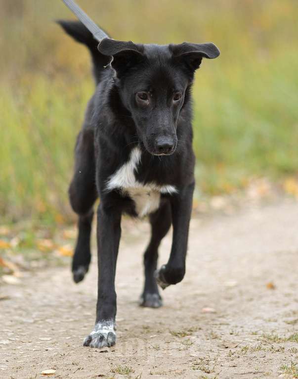 Собаки в Москве: Миша, вырос и грустит в приюте Мальчик, Бесплатно - фото 4
