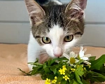 Кошки в Москве: Котёнок в добрые руки Девочка, Бесплатно - фото 7