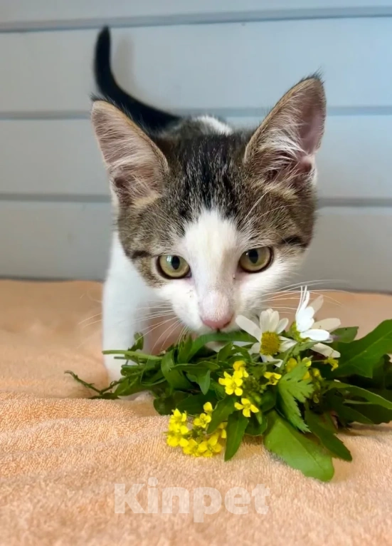 Кошки в Москве: Котёнок в добрые руки Девочка, Бесплатно - фото 7