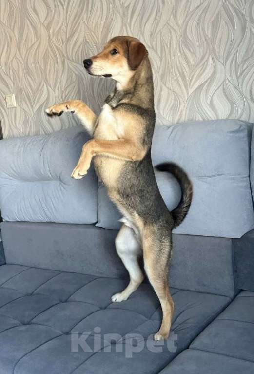 Собаки в Новосибирске: Молодой пёсик в добрые руки Мальчик, Бесплатно - фото 3