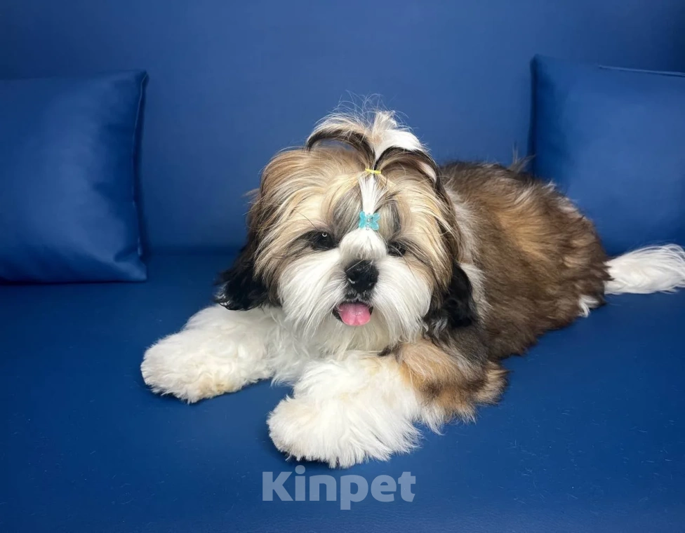 Собаки в других городах Московской области: Мальчик ши-тцу "Золотой" (Arnest Golden Shin) Мальчик, 65 000 руб. - фото 3