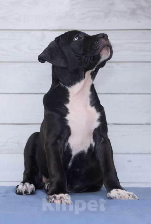 Собаки в Санкт-Петербурге: Черная окраса элитная девочка амстаффа Девочка, 1 руб. - фото 10