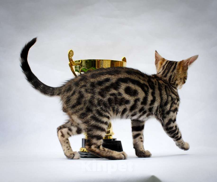 Кошки в Москве: Бенгальский котеное reex Мальчик, 80 000 руб. - фото 5