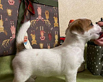 Собаки в Королеве: Щенок Джек Рассел  Девочка, 50 000 руб. - фото 2