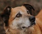 Собаки в Москве: Ульяна Девочка, Бесплатно - фото 1