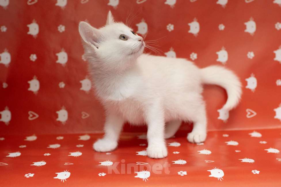 Кошки в Москве: Белый котенок в добрые руки Мальчик, Бесплатно - фото 4