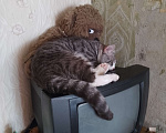 Кошки в Лыткарино: Кот мурзик Мальчик, Бесплатно - фото 3