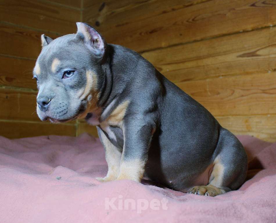 Собаки в Москве: Девочка-булли Девочка, 90 000 руб. - фото 3