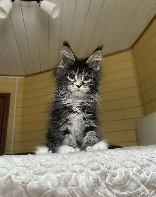 Кошки в других городах Московской области: Мейн-кун полидакт девчушка 🔥 Девочка, 80 000 руб. - фото 7