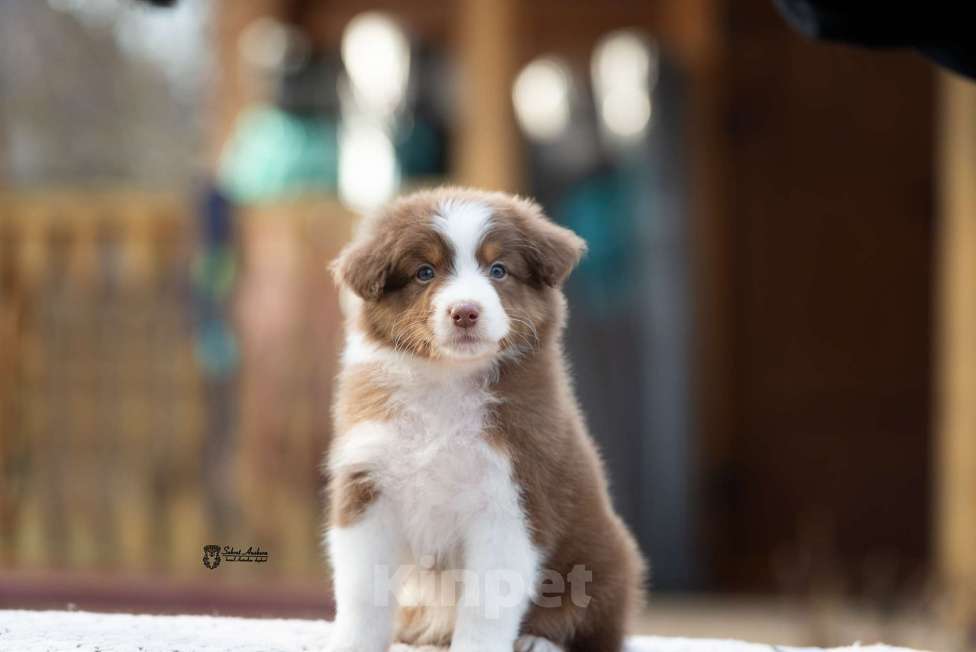 Собаки в Москве: Австралийская овчарка, аусси Мальчик, 70 000 руб. - фото 4