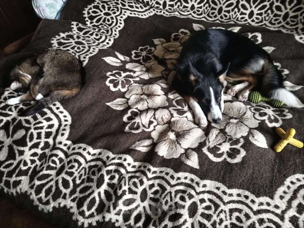 Собаки в Москве: Ищем ответственных хозяев для прекрасной собаки Эльзы. Девочка, Бесплатно - фото 5