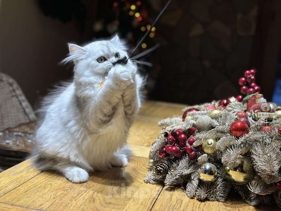 Кошки в Санкт-Петербурге: Скоттиш Хайленд страйт Девочка, 40 000 руб. - фото 5