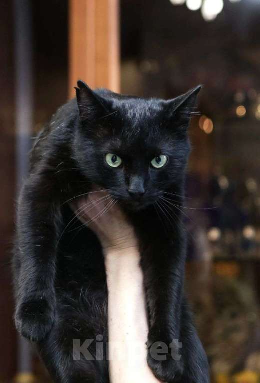 Кошки в Санкт-Петербурге: Кот в добрые руки Мальчик, Бесплатно - фото 2