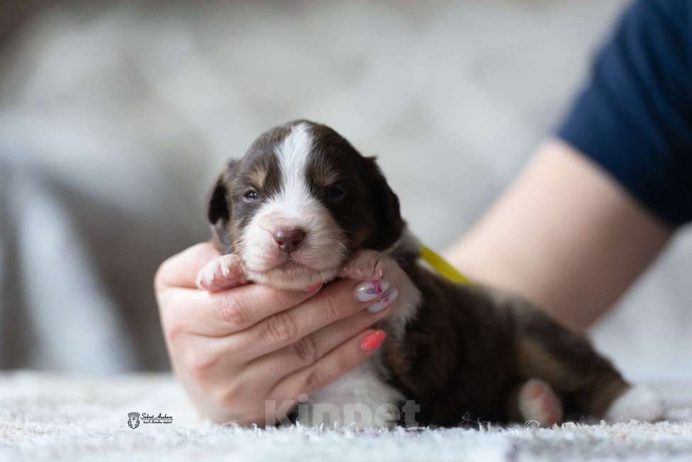Собаки в Москве: Миниатюрная американская овчарка (мини-аусси) Мальчик, 150 000 руб. - фото 2