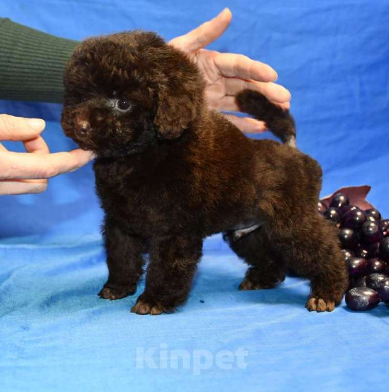 Собаки в Москве: той пудель щенки от 2х чемпионов Мальчик, 200 000 руб. - фото 2