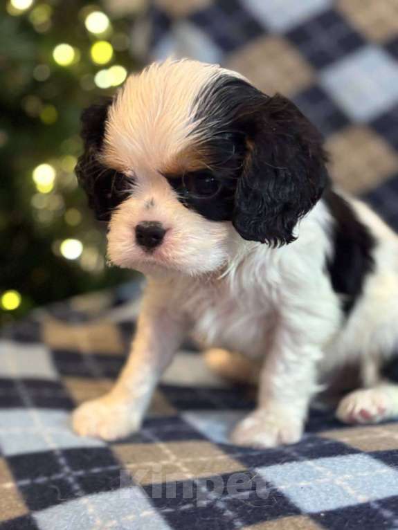 Собаки в Санкт-Петербурге: Кавалер кинг чарльз спаниель Мальчик, Бесплатно - фото 1