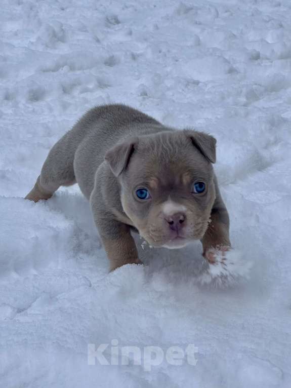 Собаки в Москве: Мальчик  Мальчик, 200 000 руб. - фото 1
