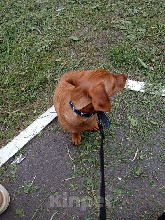 Собаки в Орле: Таксенок Мальчик, 6 000 руб. - фото 3