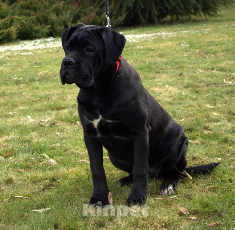 Собаки в Волгограде: Кане-Корсо Мальчик, 15 000 руб. - фото 1