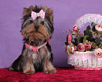 Собаки в Москве: Йоркширский терьер мини девочка Любава РКФ. Девочка, 65 000 руб. - фото 1