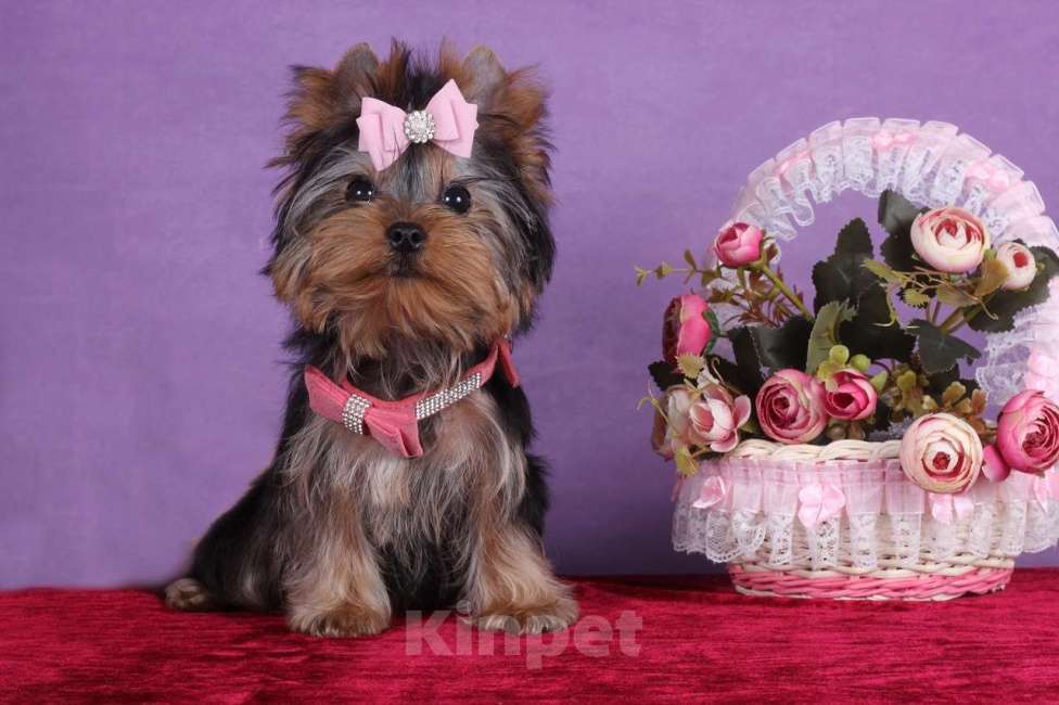 Собаки в Москве: Йоркширский терьер мини девочка Любава РКФ. Девочка, 65 000 руб. - фото 1