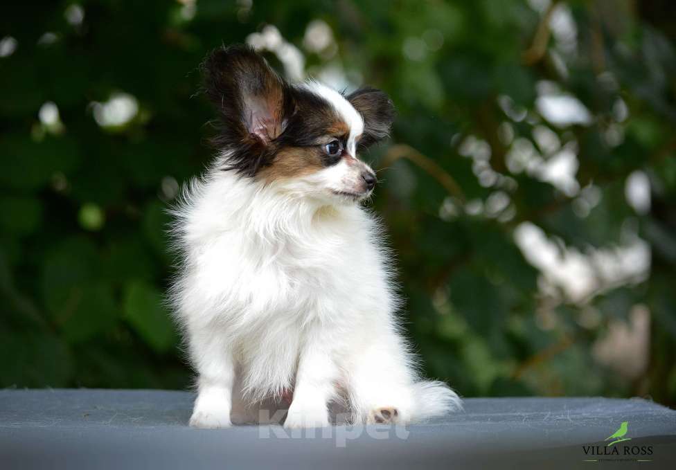 Собаки в Самаре: Продам щенка  папильона Мальчик, Бесплатно - фото 4