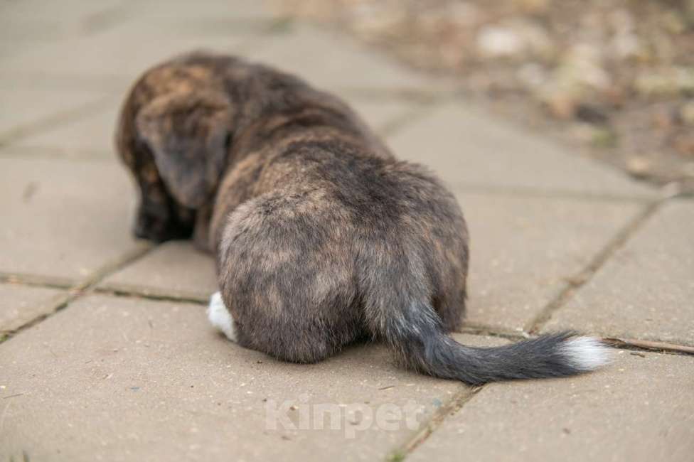Собаки в других городах Московской области: вельш корги Девочка, Бесплатно - фото 3