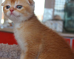 Кошки в Москве: Шотландские котята Мальчик, 20 000 руб. - фото 2