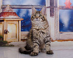 Кошки в Кудымкаре: Котенок Мейн кун кот., 20 000 руб. - фото 3