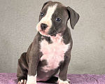Собаки в Москве: Красивейшая девочка амстаффа Девочка, 100 000 руб. - фото 1